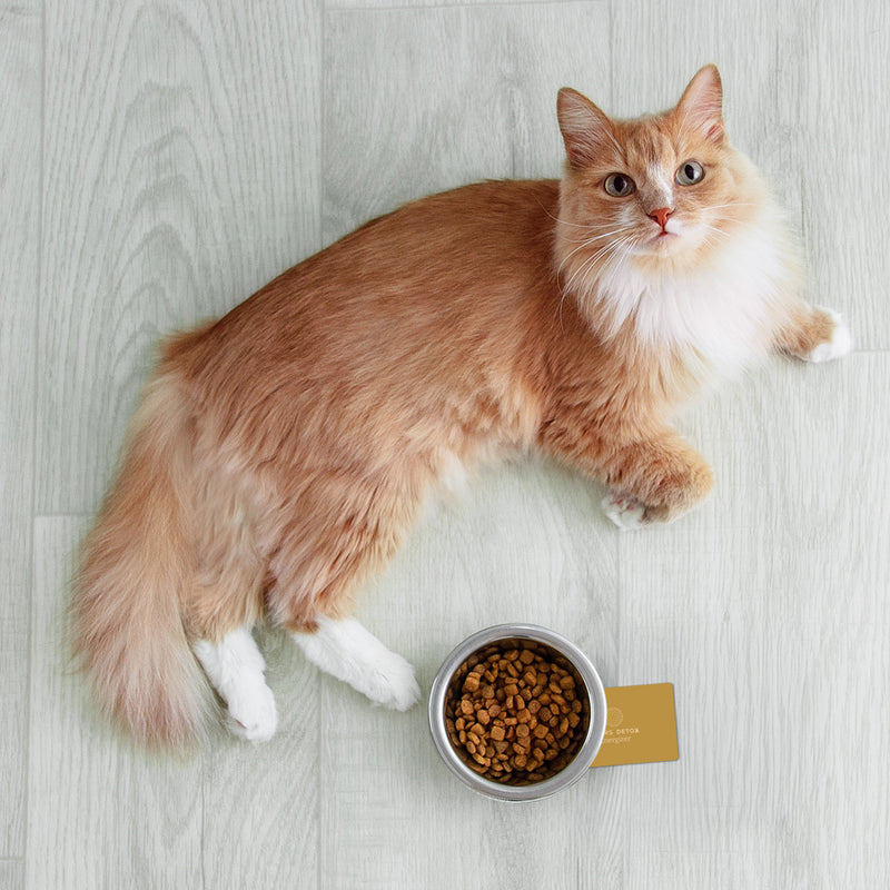 Energizer Quantum Frequency Card